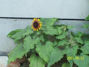 ���齫���ɴ�ȫ��Ƶ�������ǳ�����Ҫ�󡰽���ͷ����ֹͣ��Ȩ���⳥��ʧ...